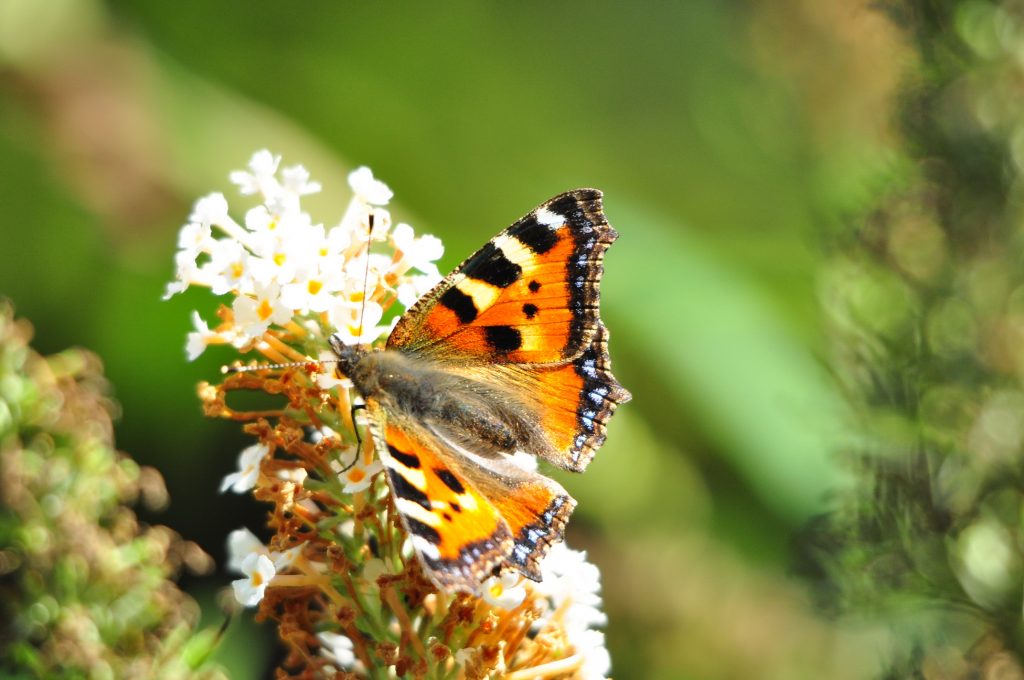 Der Herr segne dich und behüte dich, er lasse sein Angesicht leuchten über dir und sei dir Der Herr segne dich und behüte dich, er lasse sein Angesicht leuchten über dir und sei dir